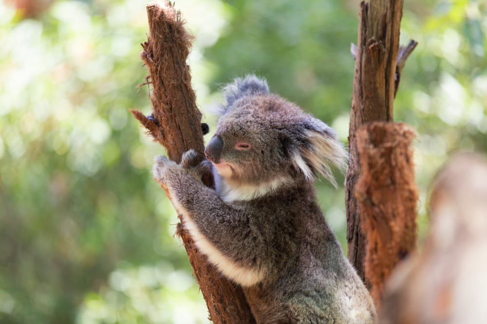 ケアンズワーキングホリデーの魅力