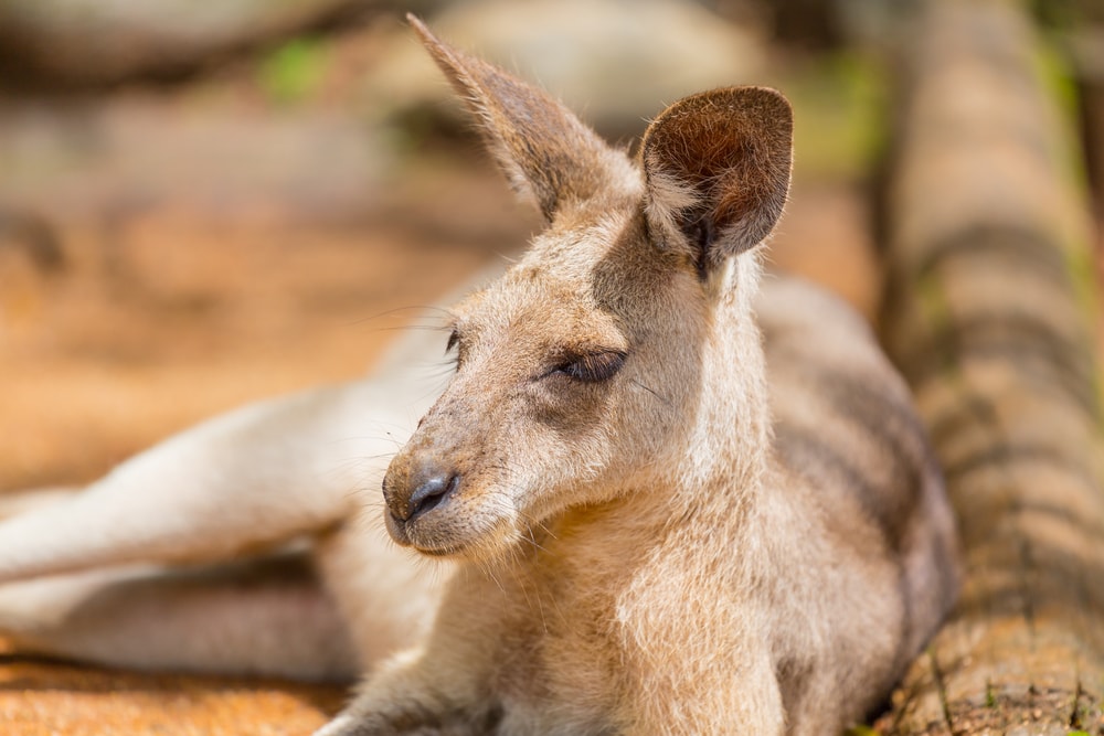 ケアンズの自然②
