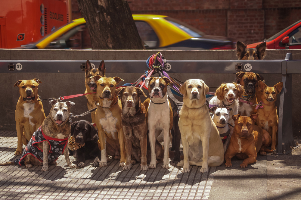 犬の散歩屋さん