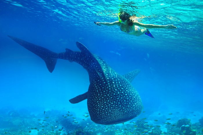 セブ島留学のメリット・特徴