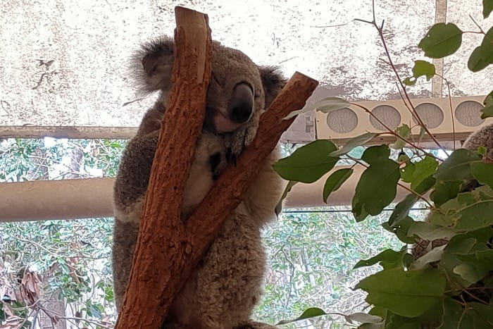 オーストラリアワーホリ_ケアンズ