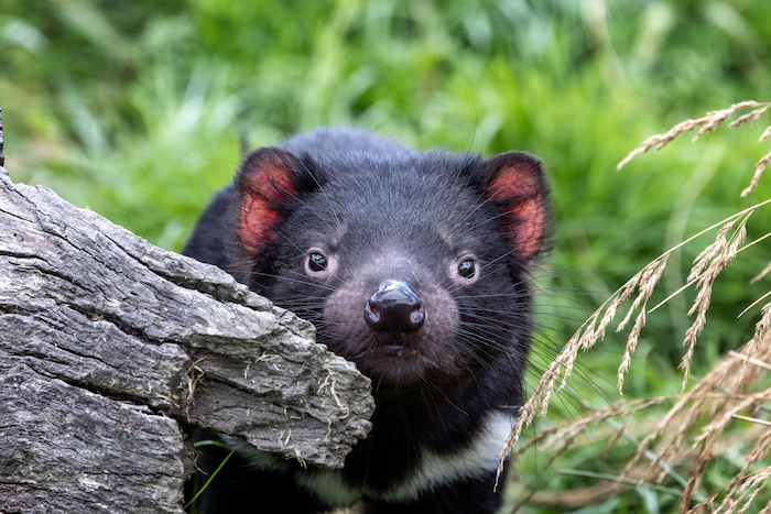 オーストラリアワーホリ_タスマニア