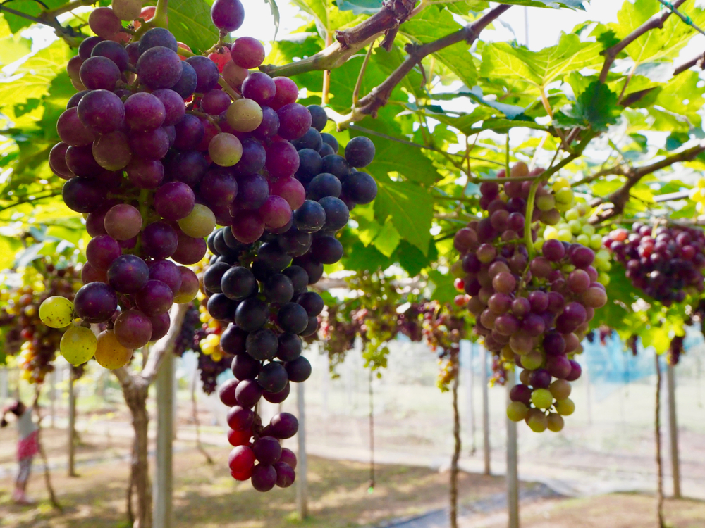 フルーツピッキング